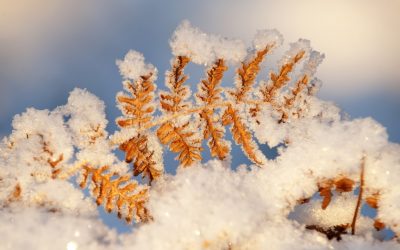 Winter Newsletter