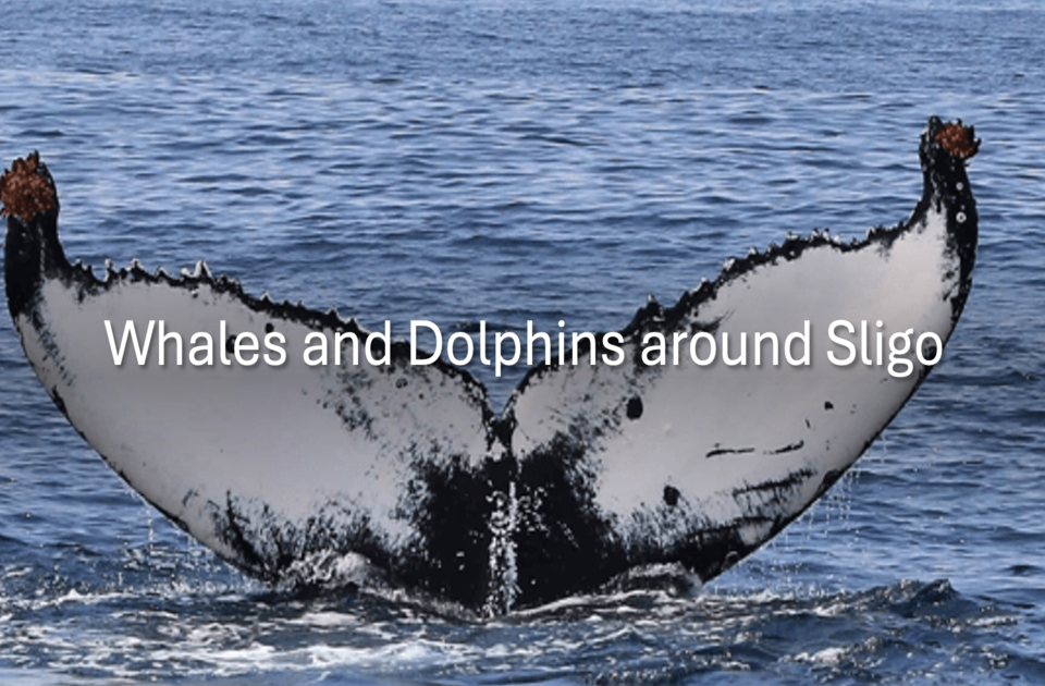 Whales and Dolphins Sligo