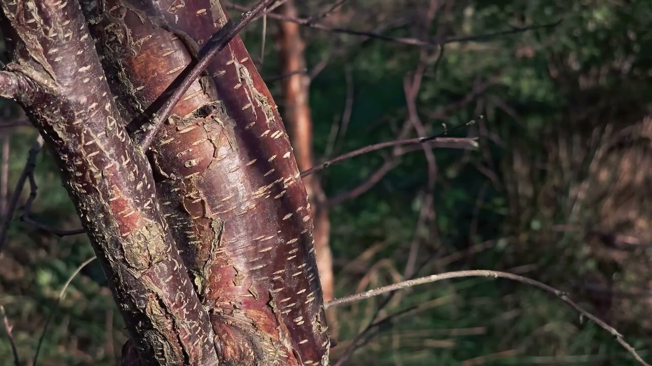 The Establishment of the Community Native Woodland