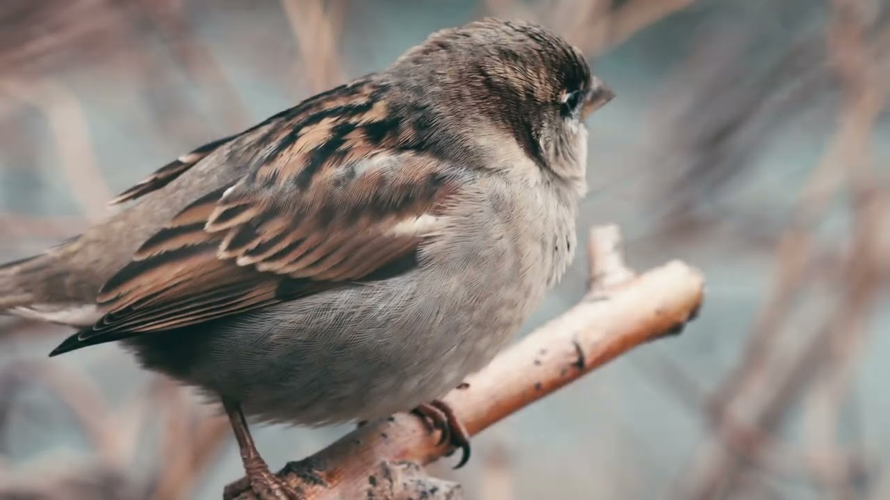 Biodiversity and the Community Native Woodland