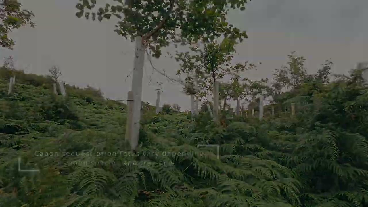 Climate Change and the Community Native Woodland