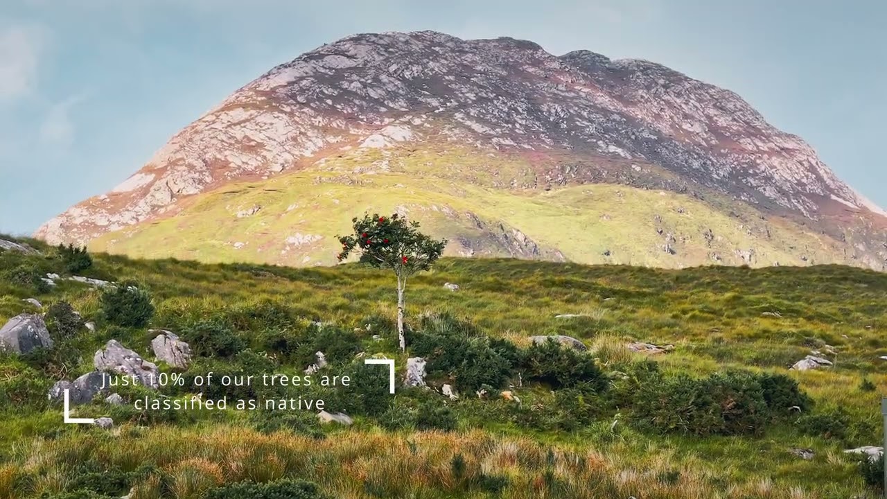 Introduction to the Community Native Woodland